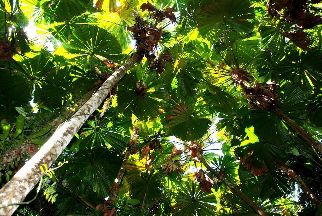 Daintree Cascades Villa Cape Tribulation Exterior photo